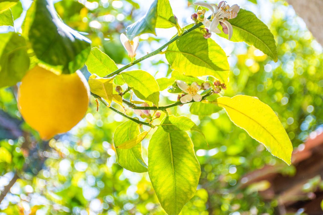 Lemon Tree Zante City Apartment By "Elite" Экстерьер фото